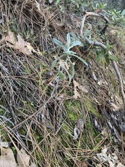Pseudognaphalium