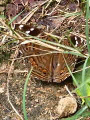 Junonia natalica