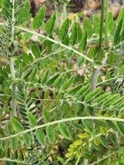Astragalus trichopodus