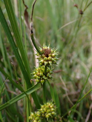 Sparganium subglobosum
