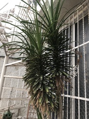 Arecaceae