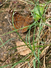 Junonia natalica