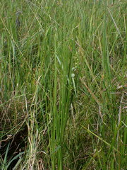 Sparganium subglobosum