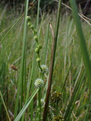 Sparganium subglobosum