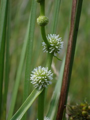 Sparganium subglobosum