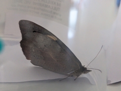 Heteronympha merope