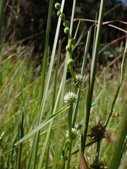 Sparganium subglobosum