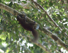 Sciurus deppei
