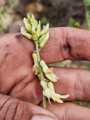 Astragalus trichopodus