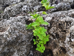 Excoecaria agallocha