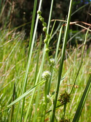 Sparganium subglobosum
