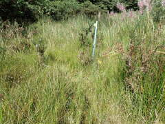 Sparganium subglobosum