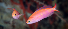 Pyronotanthias smithvanizi