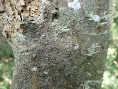 Hyperphyscia adglutinata