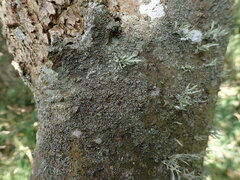 Hyperphyscia adglutinata