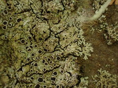 Hyperphyscia adglutinata