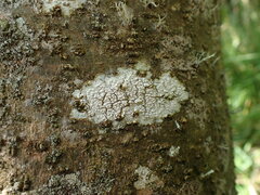 Pertusaria