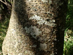 Pertusaria