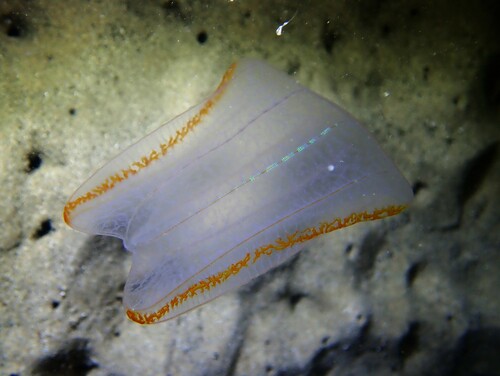 Neis cordigera Lesson, 1829