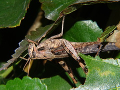Schistocerca nitens