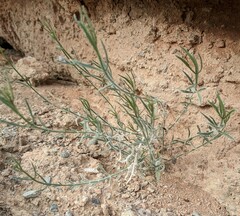 Bebbia juncea