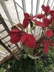 Euphorbia pulcherrima