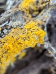 Hemitrichia calyculata