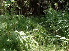 Carex fascicularis