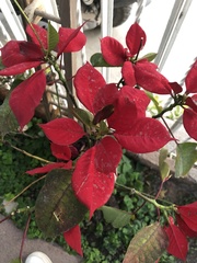 Euphorbia pulcherrima