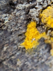 Hemitrichia calyculata