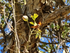 Pyrocephalus rubinus