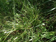 Carex fascicularis