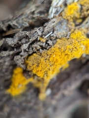 Hemitrichia calyculata