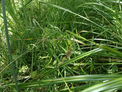 Carex fascicularis