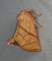 Apoda y-inversa