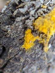 Hemitrichia calyculata