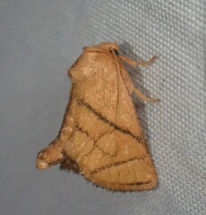 Apoda y-inversa