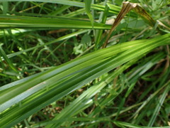 Carex fascicularis