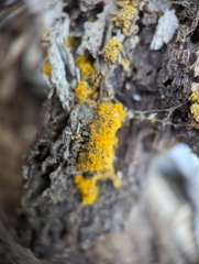 Hemitrichia calyculata