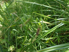 Carex fascicularis