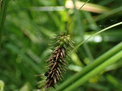 Carex fascicularis