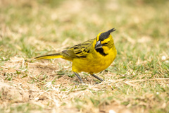 Gubernatrix cristata