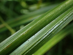 Carex fascicularis