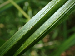 Carex fascicularis