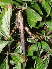 Schistocerca nitens