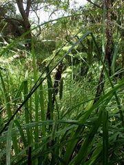 Carex fascicularis