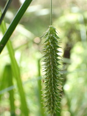 Carex fascicularis