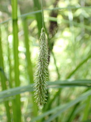 Carex fascicularis