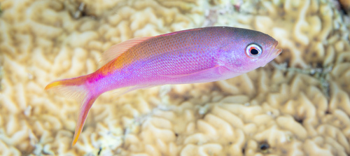Waite's slender anthias (Luzonichthys waitei) — Serranidae — 3