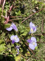 Mazus fauriei